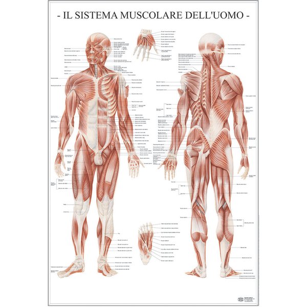 Poster Scientifico Belletti - 67x100 cm - Sistema Muscolare dell'Uomo - MS37PL