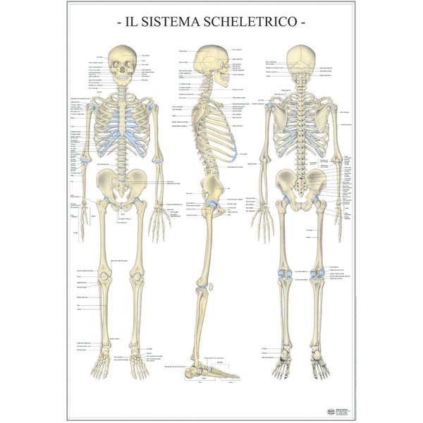 Poster Scientifico Belletti - 67x100 cm - Sistema Scheletrico - MS38PL